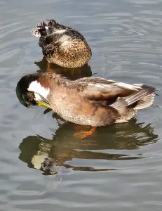 Leentje 01 Rommelige eenden